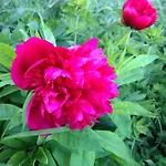 Apartmenthaus Waldhorn Saint Wolfgang