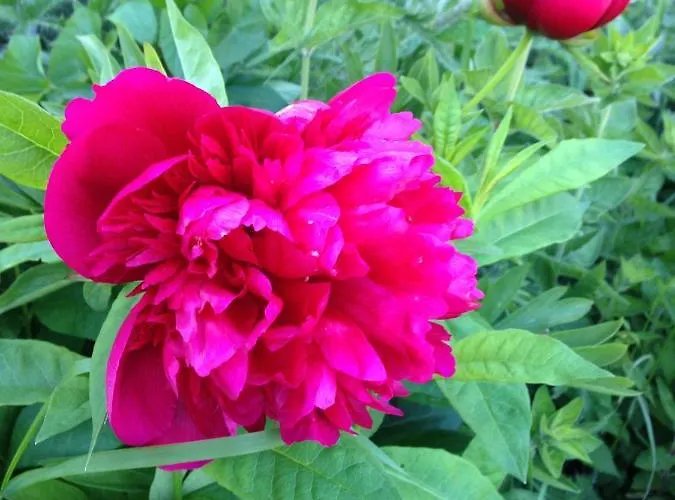 Apartmenthaus Waldhorn Sankt Wolfgang im Salzkammergut